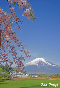 富士山、さくら